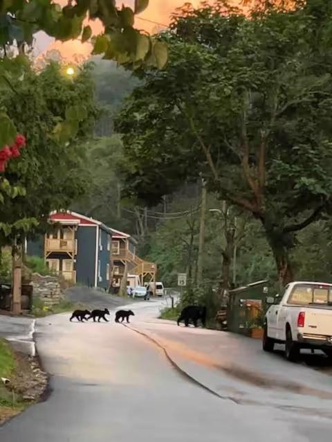 Bears Abound Aparthotel Gatlinburg Luaran gambar